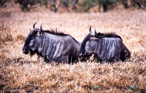 Blue Wildebeest Stock Photos