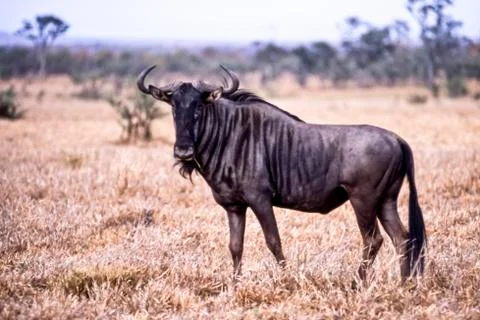 Blue Wildebeest Stock Photos