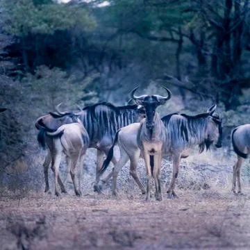 Blue Wildebeest Stock Photos