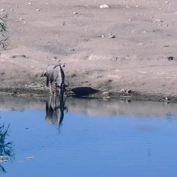 Blue Wildebeest Stock Photos