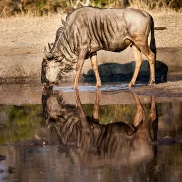 Blue Wildebeest Stock Photos