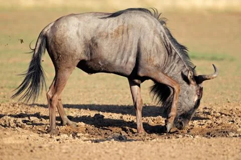 Blue wildebeest playing Stock Photos