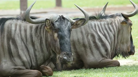 Blue Wildebeest resting. Stock Footage 49763692