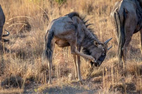 Blue wildebeest scratching himself. Stock Photos