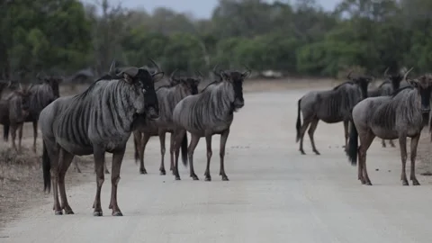 Blue wildebeest snorting and alarming at a leopard Stock Footage 310080392