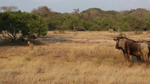Blue wildebeest snorting at the cheetahs 動画素材 339074239
