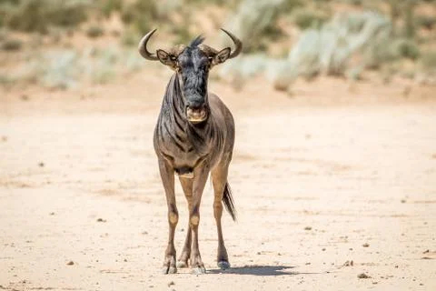 Blue wildebeest standing in the sand. Stock Photos
