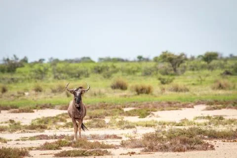 Blue wildebeest starring at the camera. Stock Photos