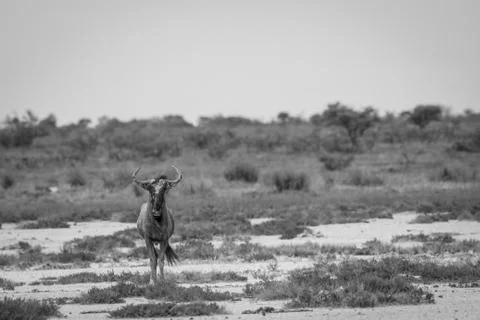 Blue wildebeest starring at the camera. Stock Photos