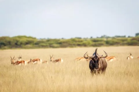 Blue wildebeest starring at the camera. Stock Photos