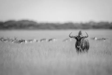 Blue wildebeest starring at the camera. Foto stock