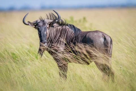 Blue wildebeest starring at the camera. Stock Photos
