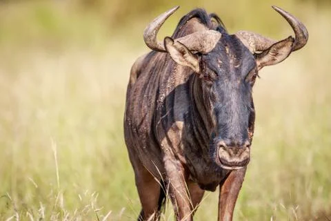 Blue wildebeest starring at the camera. Stock Photos