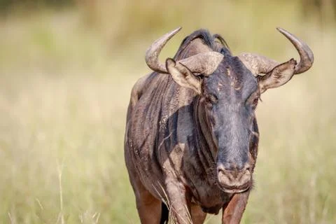 Blue wildebeest starring at the camera. Stock Photos