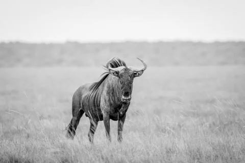 Blue wildebeest starring at the camera. Stock Photos