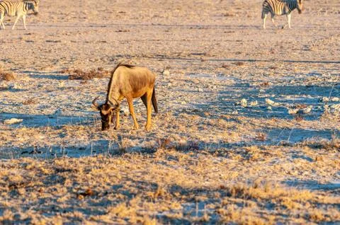 Blue Wildebeest at sunset Stock Photos