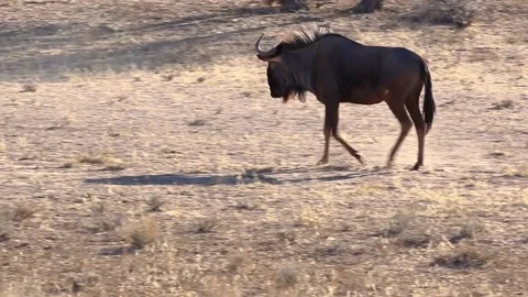 Blue Wildebeest walking Video stock 74113797