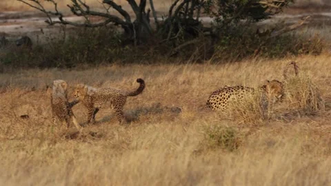 Blue wildebeest watching the cheetahs Stock Footage 339074193