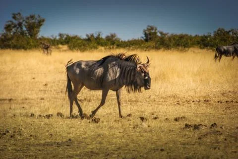 Blue Wildebeests, also called brindled gnu, in Etosha National Park, Namibia, Stock-Fotos
