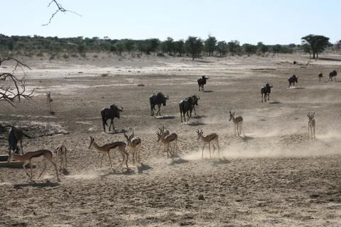 Blue Wilderbeast and Springboks Stock Photos