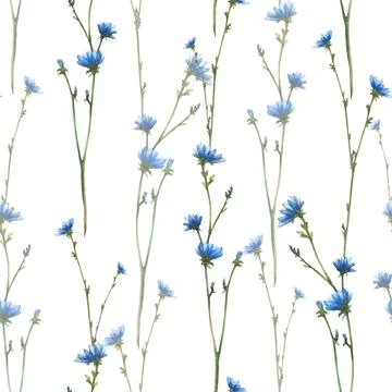 Blue wildflower, Chicory field plant flowers and buds Cornflower. Watercolor Stock Illustration