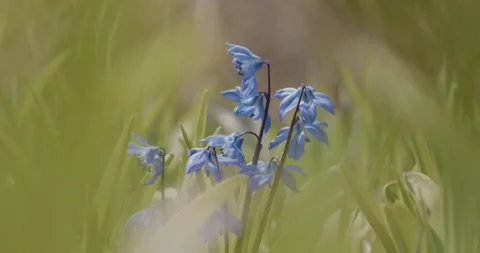 Blue Wildflower Framed Through Grass Stock Footage 235003899