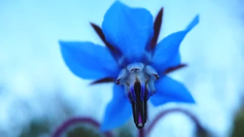 Blue Wildflower Macro Close Up with Soft Natural Background Видео 332575872