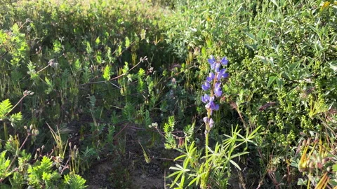 Blue wildflower moved by the wind at the desert in spring Stock Footage 213545152