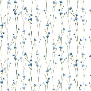 Blue wildflower seamless pattern. Chicory field plant flowers. Watercolor hand Stock Illustration