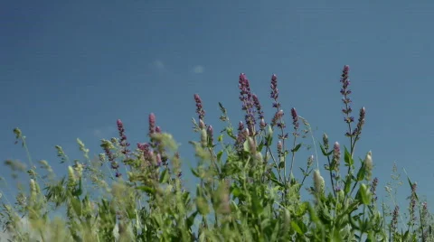 Blue wildflower on a wind Stock Footage 619167