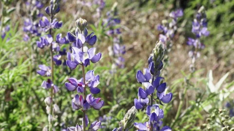 Blue Wildflowers close-up in spring in the desert Stock Footage 213564460