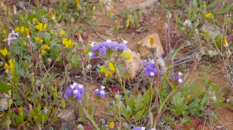 Blue wildflowers. closeup Stock Footage 64826505