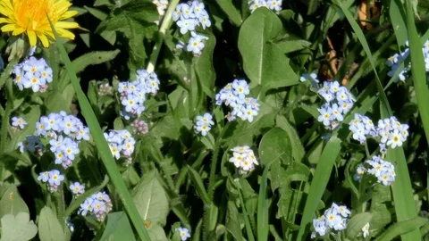 Blue wildflowers Stock Footage 89958407