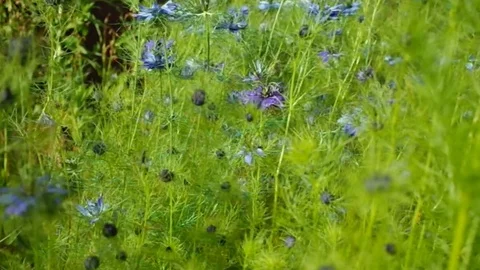Blue Wildflowers Stock Footage 108871149
