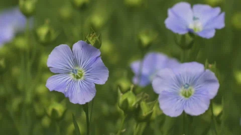 Blue wildflowers Stock-Footage 236449288
