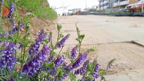 Blue wildflowers Stock Footage 276749456