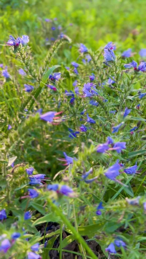 Blue wildflowers Vidéo 282390538