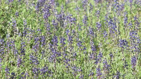 Blue Wildflowers in spring in the desert Stock-Footage 213558120