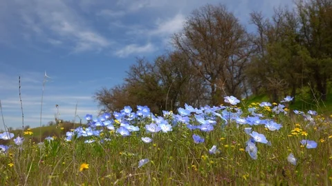 Blue Wildflowers, Super Bloom Stock Footage 105492704