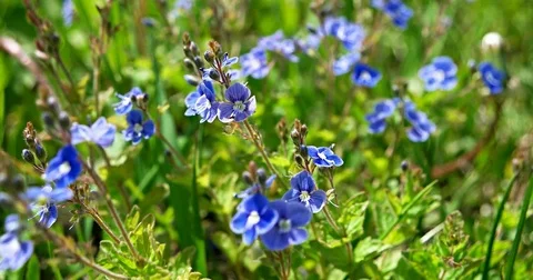 Blue wildflowers of Veronica chamaedrys. Stock Footage 77292972