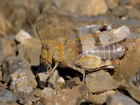 Blue-winged grasshopper (Oedipoda caerulescens) Stock Footage 80222425