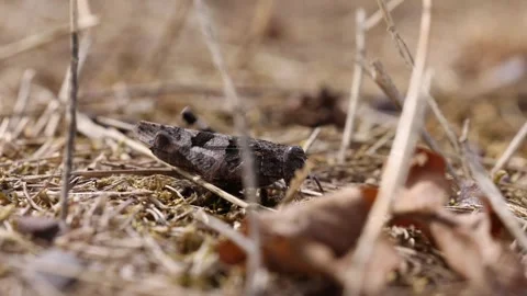 The blue-winged grasshopper (Oedipoda caerulescens) Stock Footage 344638875