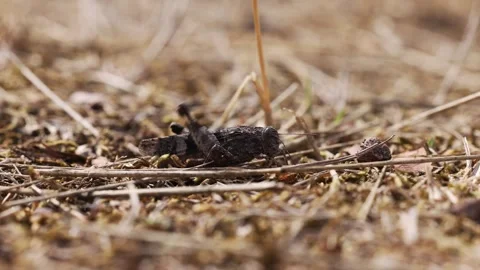The blue-winged grasshopper (Oedipoda caerulescens) Stock Footage 344639062