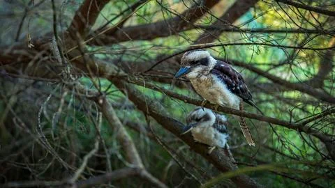Blue-winged Kokaburra perched in tree western australia albany Stock Illustration