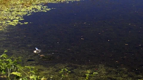 Blue-winged kookaburra catching the fish in the billabong Stock Footage 325082003
