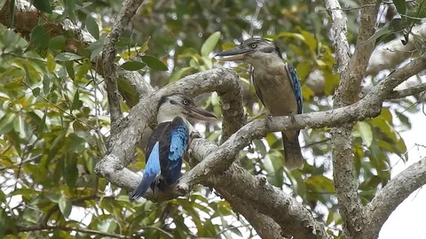 Blue winged Kookaburra pair Stock Footage 105560397