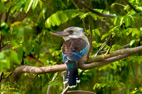 Blue-winged kookaburra Stock Photos