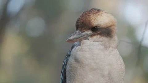 Blue Winged Kookaburra Stares While Being Filmed in Handheld Shot on Summer Day Stock Footage 234252648