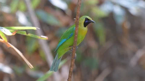 Blue-winged Leafbird Birds in Thailand a... | Stock Video | Pond5