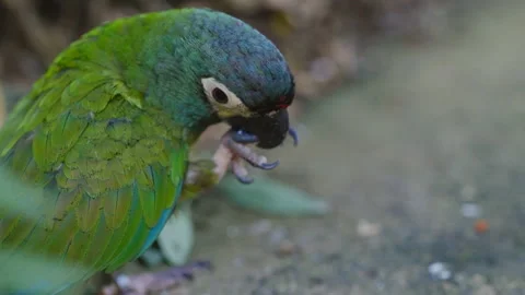 Blue-Winged Macaw Chewing On Stone 動画素材 168767489
